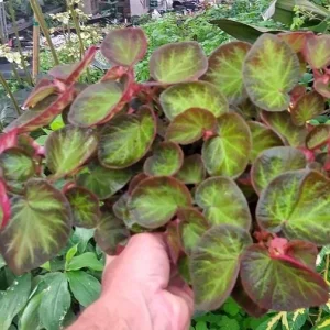 Trailing Manaus Begonia Live Plant – Rare Tropical Beauty – 4 inch Tall – Shade Loving - Image 2