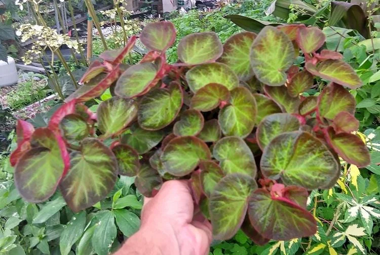 Trailing Manaus Begonia Live Plant – Rare Tropical Beauty – 4 inch Tall – Shade Loving - Image 2