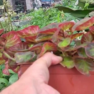 Trailing Manaus Begonia Live Plant – Rare Tropical Beauty – 4 inch Tall – Shade Loving - Image 3