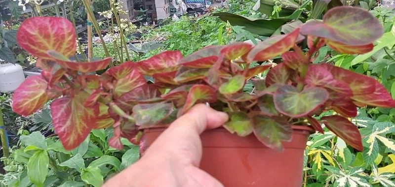 Trailing Manaus Begonia Live Plant – Rare Tropical Beauty – 4 inch Tall – Shade Loving - Image 3