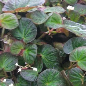 Trailing Manaus Begonia Live Plant – Rare Tropical Beauty – 4 inch Tall – Shade Loving - Image 4