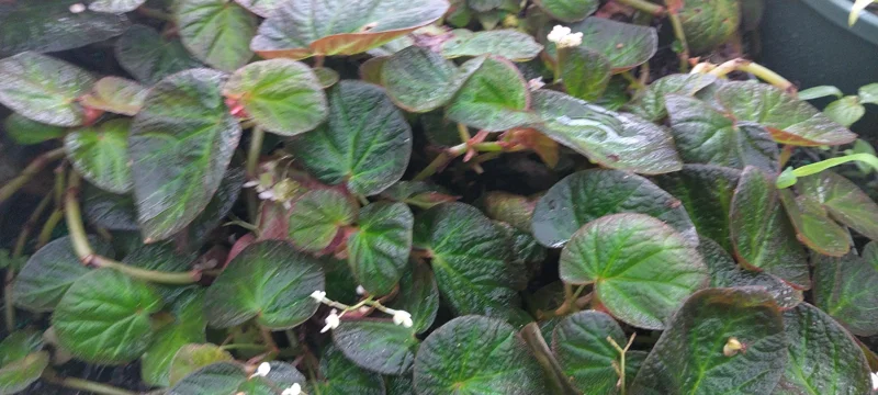 Trailing Manaus Begonia Live Plant – Rare Tropical Beauty – 4 inch Tall – Shade Loving - Image 4