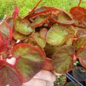 Trailing Manaus Begonia Live Plant – Rare Tropical Beauty – 4 inch Tall – Shade Loving - Image 1