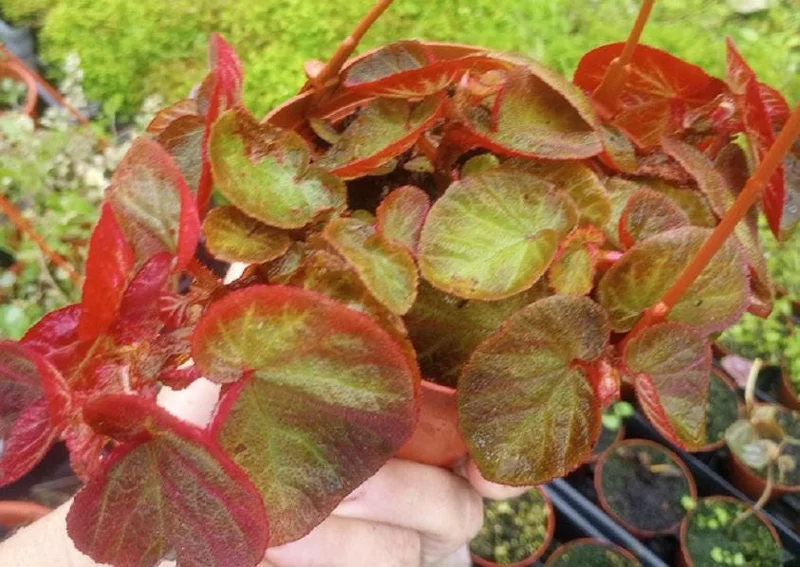 Trailing Manaus Begonia Live Plant – Rare Tropical Beauty – 4 inch Tall – Shade Loving - Image 1