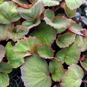 Trailing Morocco Begonia - Live Starter Plant - 3.25 inch Pot - Indoor/Outdoor - Image 2