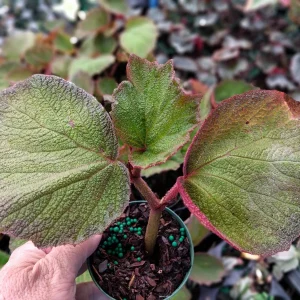 Trailing Morocco Begonia - Live Starter Plant - 3.25 inch Pot - Indoor/Outdoor - Image 3