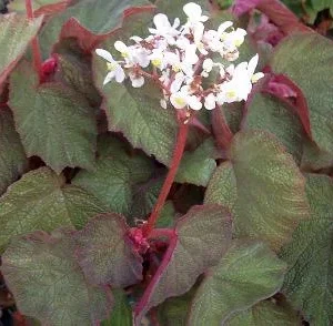 Trailing Morocco Begonia - Live Starter Plant - 3.25 inch Pot - Indoor/Outdoor - Image 1