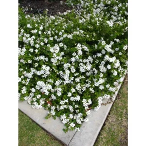 Trailing White Lantana Live Plants 5-9" Tall - 2 Pack - Weeping Groundcover - Image 2