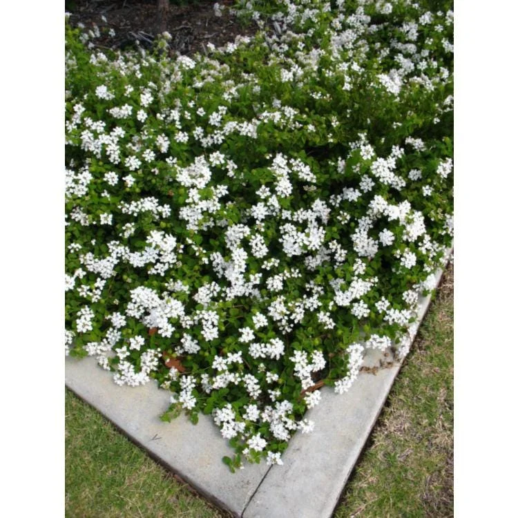 Trailing White Lantana Live Plants 5-9" Tall - 2 Pack - Weeping Groundcover - Image 2