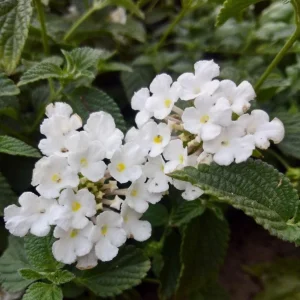Trailing White Lantana Live Plants 5-9