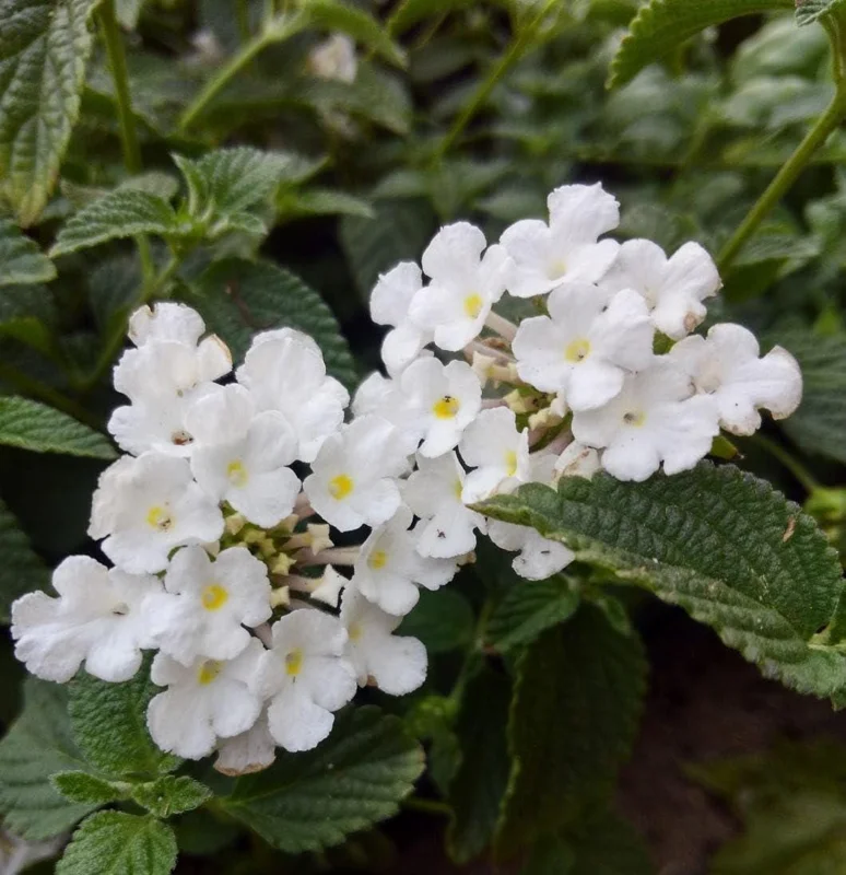 Trailing White Lantana Live Plants 5-9" Tall - 2 Pack - Weeping Groundcover - Image 3