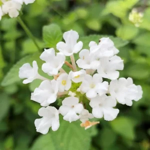 Trailing White Lantana Live Plants 5-9