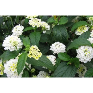 Trailing White Lantana Live Plants 5-9