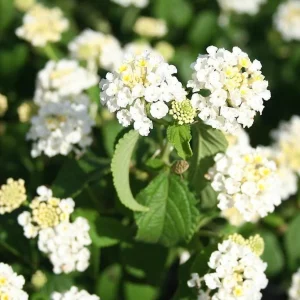 Trailing White Lantana Live Plants 5-9" Tall - 2 Pack - Weeping Groundcover - Image 1