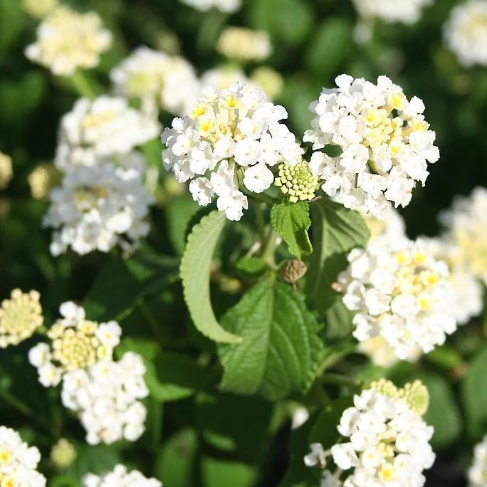 Trailing White Lantana Live Plants 5-9" Tall - 2 Pack - Weeping Groundcover - Image 1