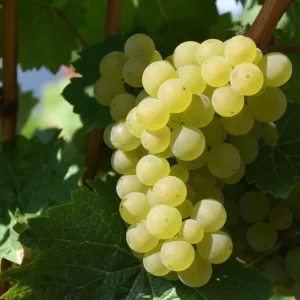 Traminette Grape Vine Live Plant – 2 Pack, 5-9 Inches Tall – Cold-Hardy Hybrid, Outdoor - Image 3