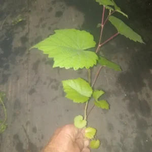Traminette Grape Vine Live Plant – 2 Pack, 5-9 Inches Tall – Cold-Hardy Hybrid, Outdoor - Image 4