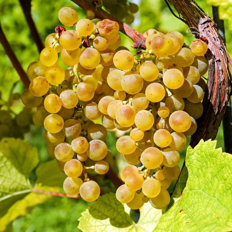 Traminette Grape Vine Live Plant – 4 Pack, 5-9 Inches Tall, Cold-Hardy, Outdoor - Image 2