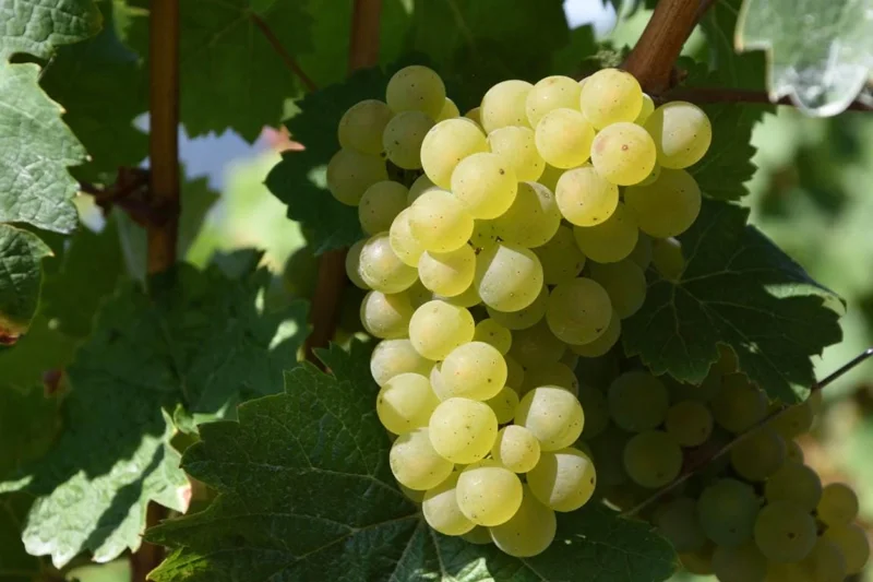 Traminette Grape Vine Live Plant – 4 Pack, 5-9 Inches Tall, Cold-Hardy, Outdoor - Image 3