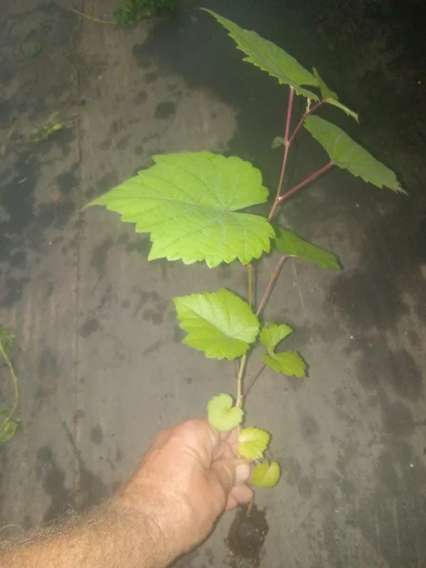 Traminette Grape Vine Live Plant – 4 Pack, 5-9 Inches Tall, Cold-Hardy, Outdoor - Image 4