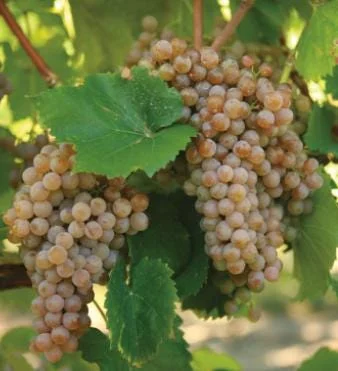 Traminette Grape Vine Live Plant – 4 Pack, 5-9 Inches Tall, Cold-Hardy, Outdoor - Image 5