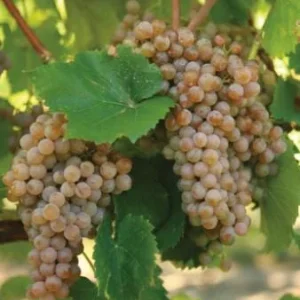 Traminette Grape Vine Live Plant – 5-9 Inches Tall – Cold-Hardy Fruit Plant - Image 5