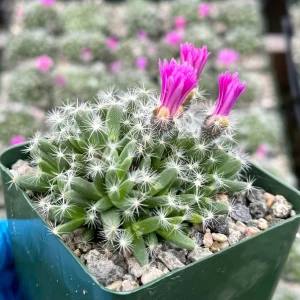 Trichodiadema Densum Succulent Live Plant – Flowering Plant in 4" Pot - Image 2