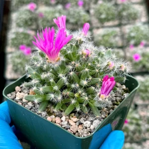 Trichodiadema Densum Succulent Live Plant – Flowering Plant in 4
