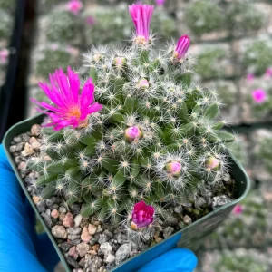 Trichodiadema Densum Succulent Live Plant – Flowering Plant in 4
