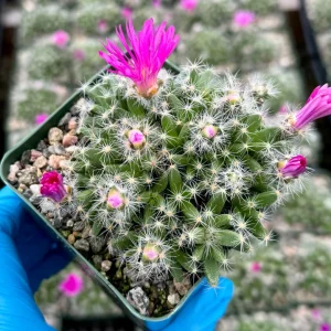 Trichodiadema Densum Succulent Live Plant – Flowering Plant in 4