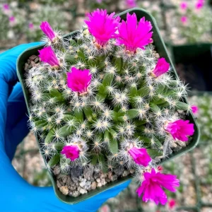 Trichodiadema Densum Succulent Live Plant – Flowering Plant in 4" Pot - Image 1