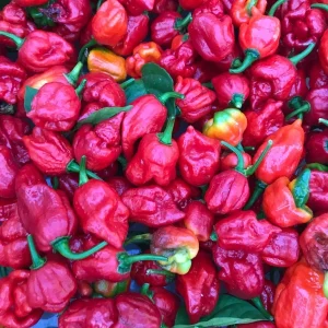 Trinidad Moruga Scorpion Live Plant - 3 Pack, Super Hot Pepper, 2,000,000+ SHU, 4-8 in Tall - Image 2