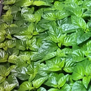 Trinidad Moruga Scorpion Live Plant - 3 Pack, Super Hot Pepper, 2,000,000+ SHU, 4-8 in Tall - Image 1