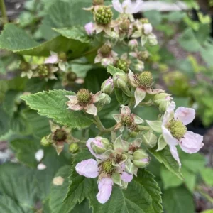 Triple Crown Thornless Blackberry Live Plant - 3-8" Tall - Rubus fruticosus - Image 2