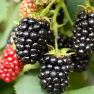 Triple Crown Thornless Blackberry Live Plant - 3-8
