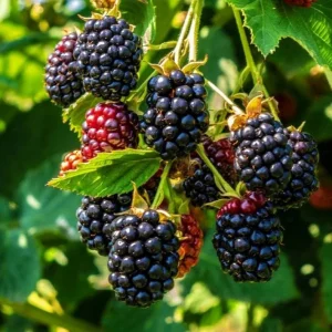 Triple Crown Thornless Blackberry Live Plant - 3-8