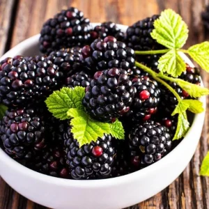 Triple Crown Thornless Blackberry Live Plant - 3-8