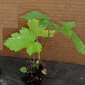 Triple Crown Thornless Blackberry Live Plant - 3-8