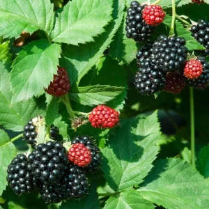 Triple Crown Thornless Blackberry Live Plant - 3-8" Tall - Rubus fruticosus - Image 1