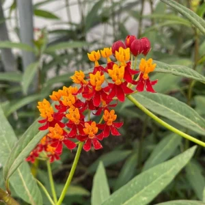 Tropical Milkweed Live Plant - Asclepias curassavica - 3-6" Tall - Pollinator Flower - Image 2