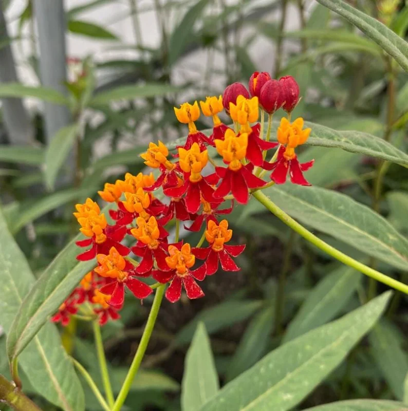 Tropical Milkweed Live Plant - Asclepias curassavica - 3-6" Tall - Pollinator Flower - Image 2