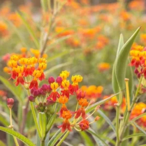 Tropical Milkweed Live Plant - Asclepias curassavica - 3-6