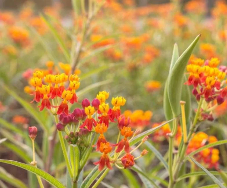 Tropical Milkweed Live Plant - Asclepias curassavica - 3-6" Tall - Pollinator Flower - Image 3