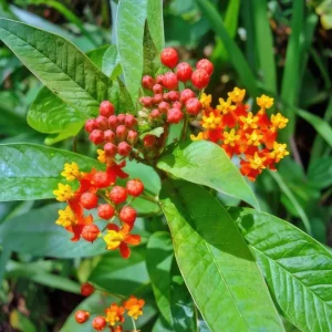 Tropical Milkweed Live Plant - Asclepias curassavica - 3-6