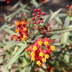 Tropical Milkweed Live Plant - Asclepias curassavica - 3-6
