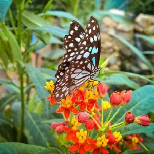 Tropical Milkweed Live Plant - Asclepias curassavica - 3-6