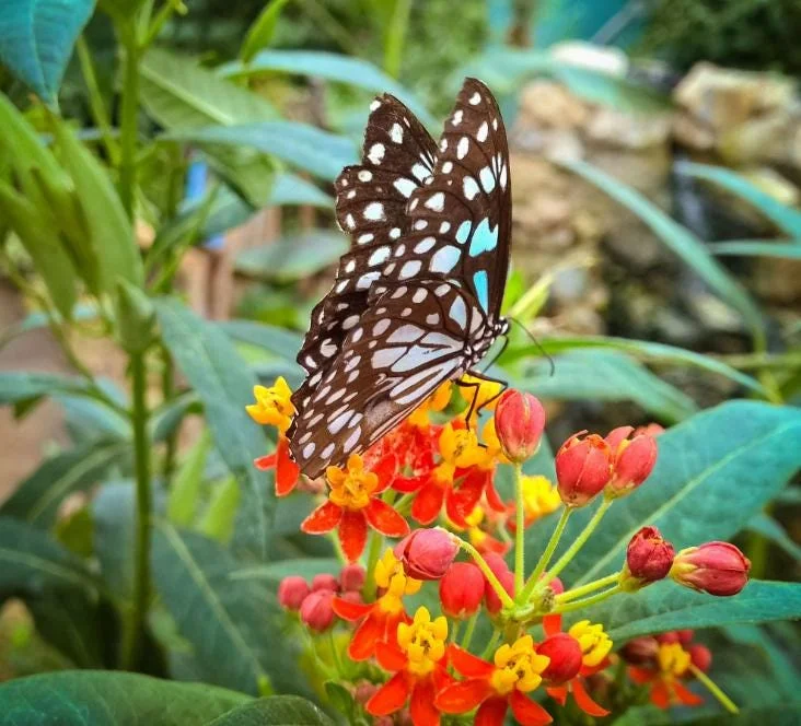 Tropical Milkweed Live Plant - Asclepias curassavica - 3-6" Tall - Pollinator Flower - Image 6