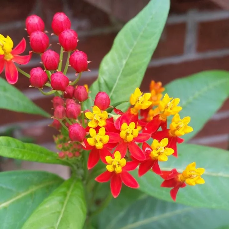 Tropical Milkweed Live Plant - Asclepias curassavica - 3-6" Tall - Pollinator Flower - Image 1