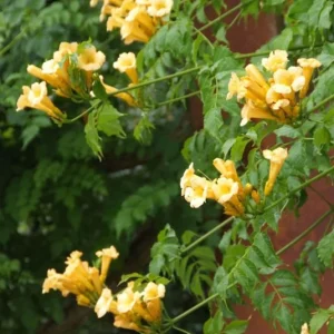 Trumpet Creeper Flava Live Plant - Yellow Vine - 3-6 Inch Starter Plant - Outdoor - Image 1