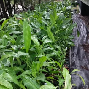 Turmeric Starter Plant - Yellow Edible Culinary Herb - 4 inch Tall Live Plant - Image 2